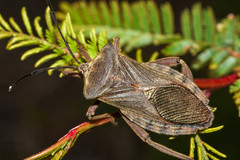 Pachylis heteropus