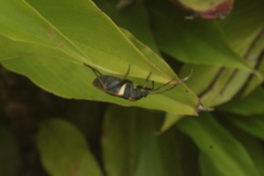 Largus humilis