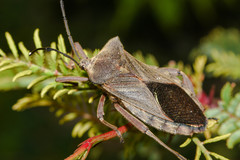 Pachylis heteropus