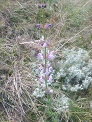 Salvia virgata