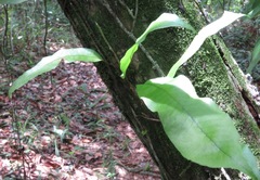 Microgramma persicariifolia
