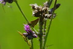 Ochlodes sylvanus