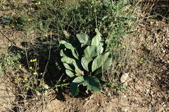 Limonium platyphyllum