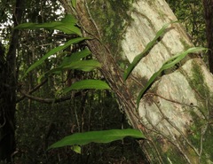 Microgramma persicariifolia