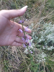 Salvia virgata