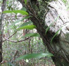 Microgramma persicariifolia