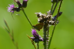 Ochlodes sylvanus