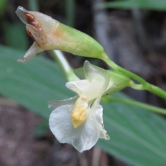 Monotagma plurispicatum