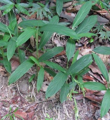 Monotagma plurispicatum