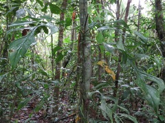 Monstera praetermissa