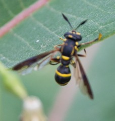 Sphiximorpha willistoni
