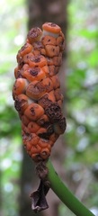 Monstera praetermissa