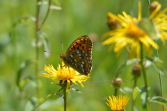 Argynnis adippe
