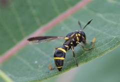 Sphiximorpha willistoni