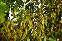 Phoradendron nervosum