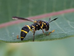 Sphiximorpha willistoni