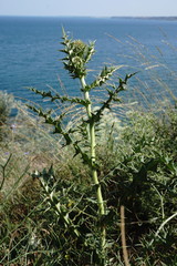 Echinops armatus