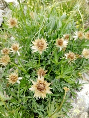 Psephellus caucasicus