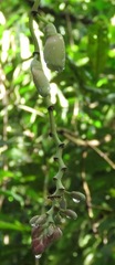 Mucuna urens