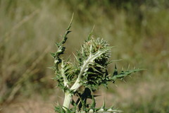 Echinops armatus