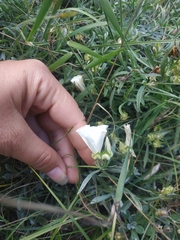Convolvulus holosericeus