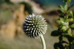 Echinops armatus