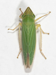 Draeculacephala angulifera