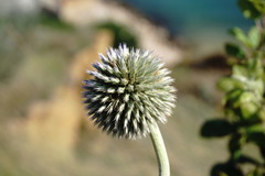 Echinops armatus