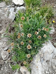 Psephellus caucasicus