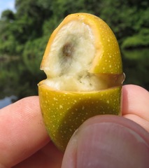 Menispermaceae
