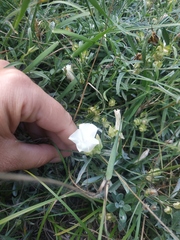 Convolvulus holosericeus