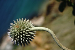 Echinops armatus