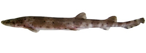 Banded Catshark
