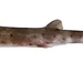 Banded Catshark - Photo (c) 
CSIRO National Fish Collection, some rights reserved (CC BY)