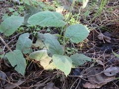 Convolvulus canariensis image