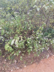 Lantana fucata