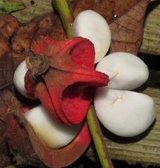 Tetragastris altissima