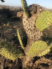 Opuntia