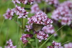 Satyrium spini