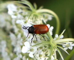 Labidostomis taxicornis