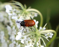 Labidostomis taxicornis