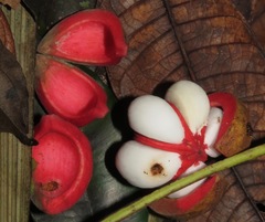 Tetragastris altissima