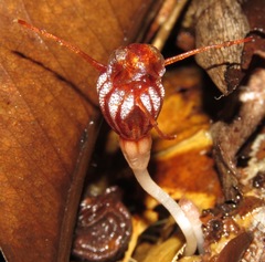 Thismia hyalina