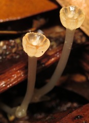 Thismia hyalina