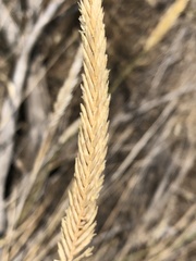 Agropyron fragile