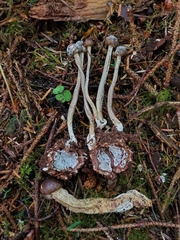 Tolypocladium rouxii