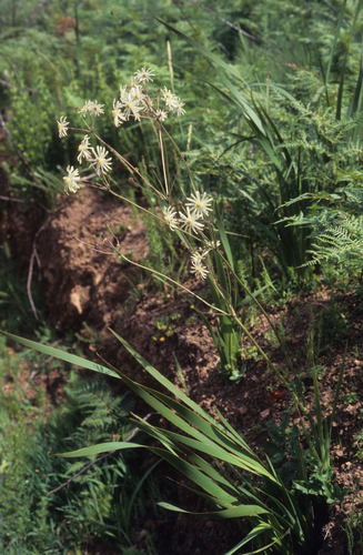 Image of Knowltonia anemonoides by (c) Tom Lloyd Evans, some rights reserved (CC BY-SA)