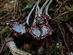Tolypocladium rouxii
