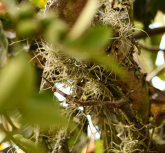 Tillandsia recurvata