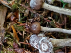 Tolypocladium rouxii